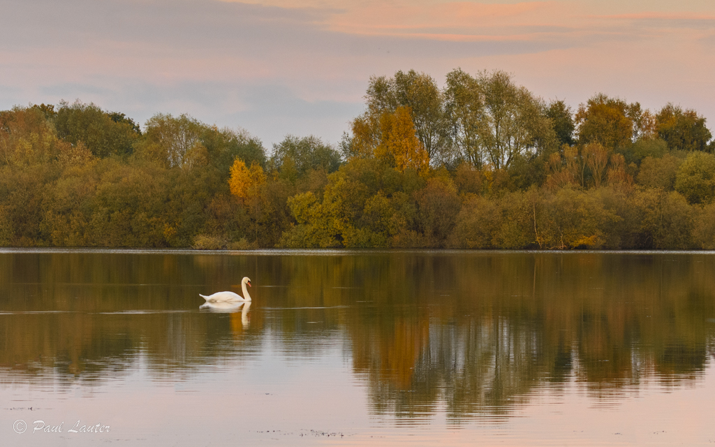 Mute Swan on Willow Lake