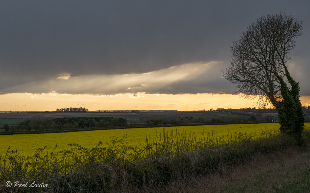 Nocton Fen