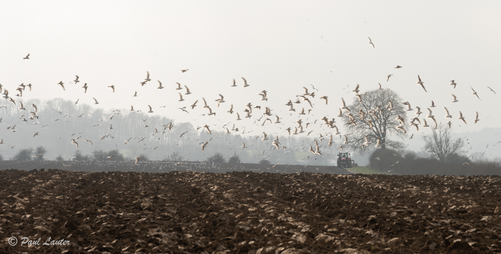 Ploughing In the Mist