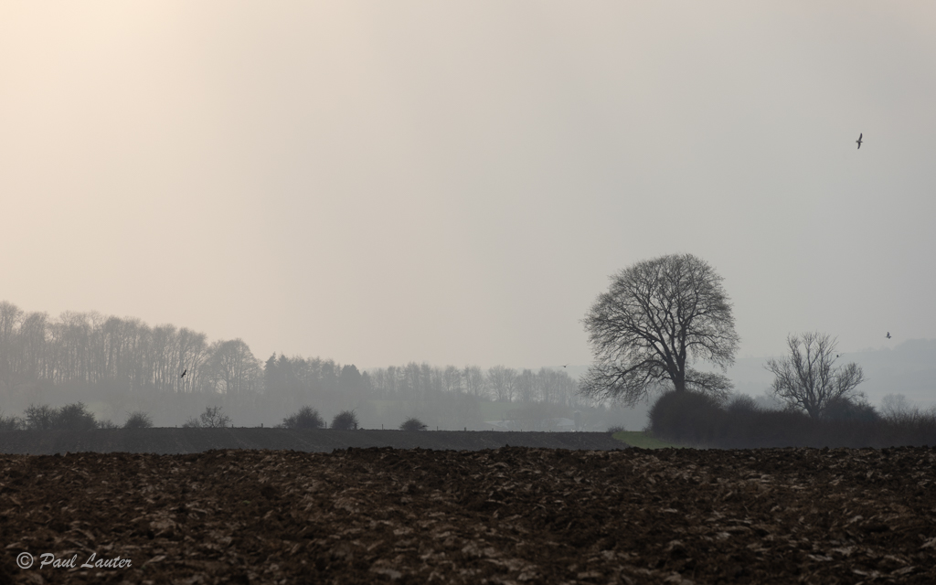 Misty Morning