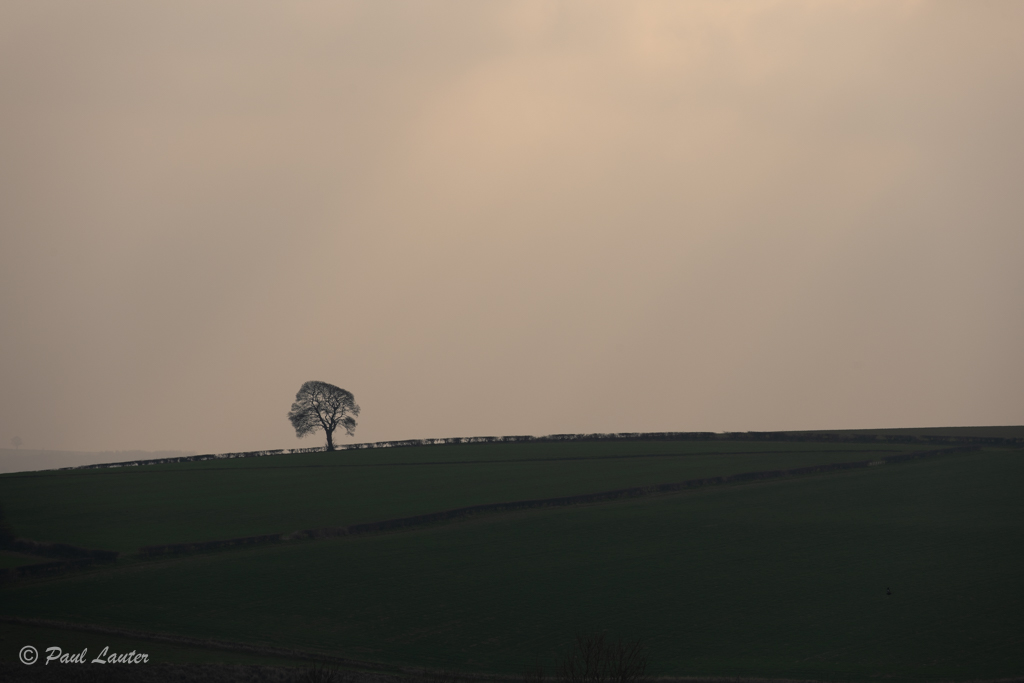 Lone Tree