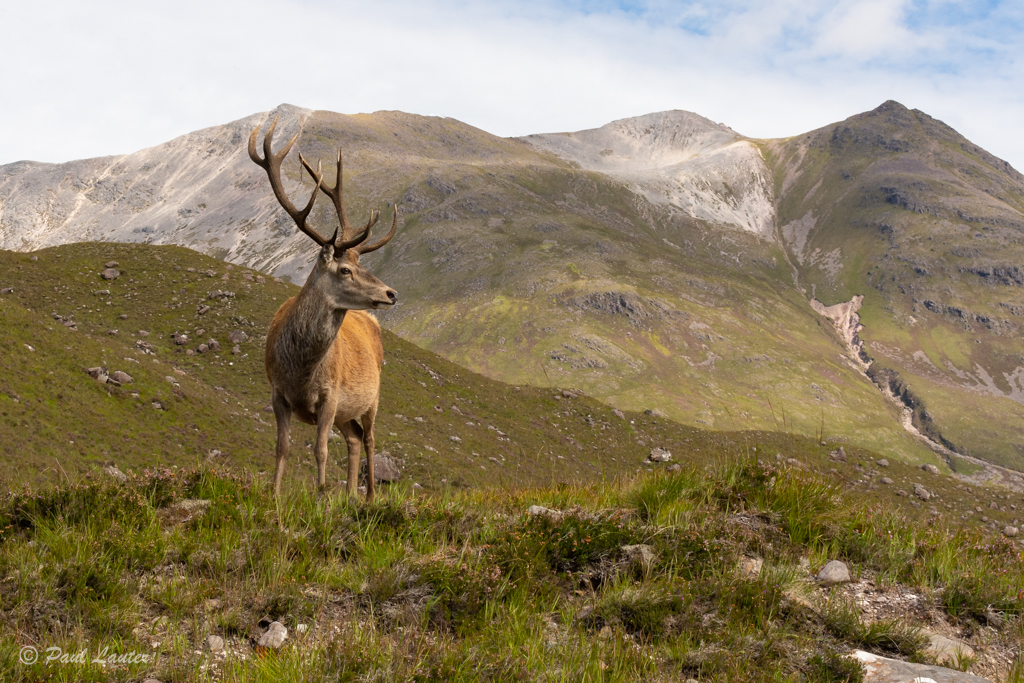 Red Deer, Near Torridon