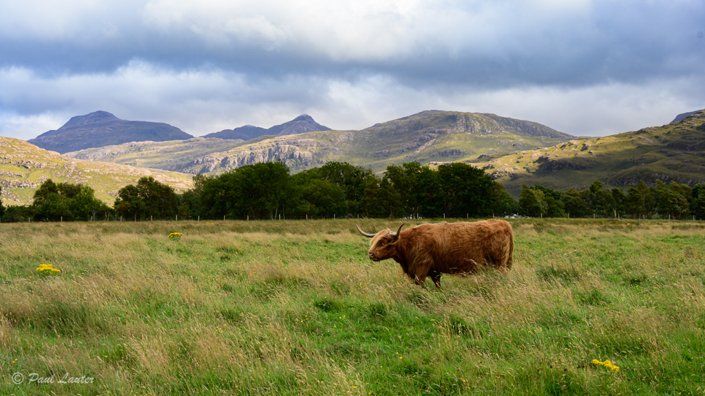 Highland Bull, Torridon