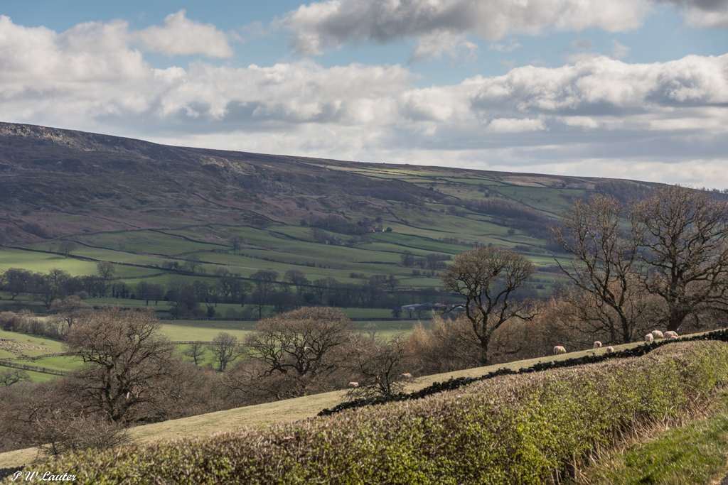 Farndale, North Yorkshire Moors