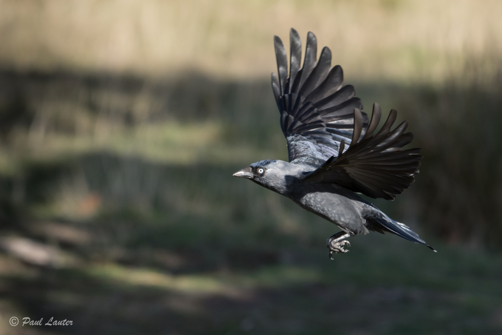 Carrion Crow
