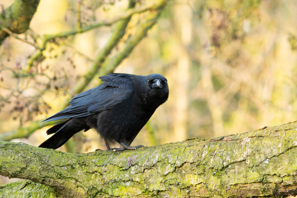 Carrion Crow