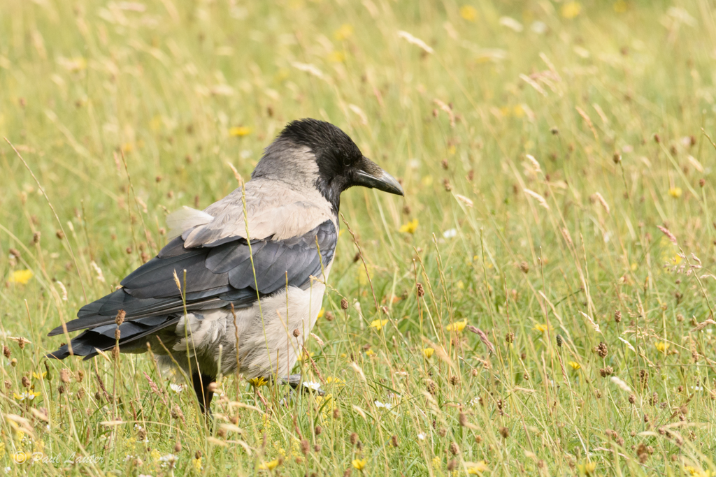 Hooded Crow