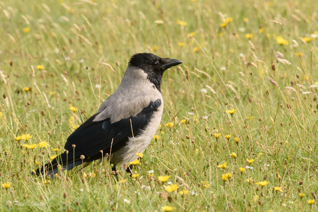 Hooded Crow