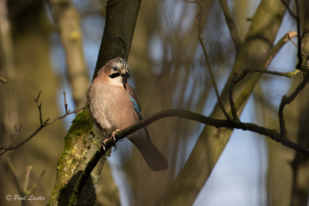 Jay