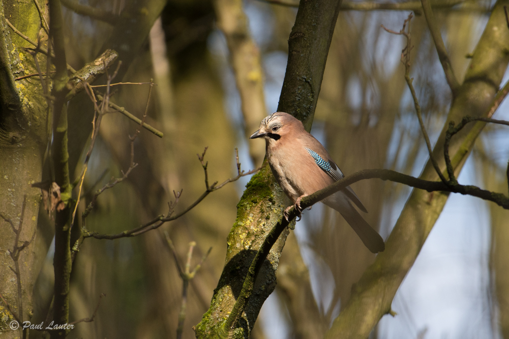 Jay
