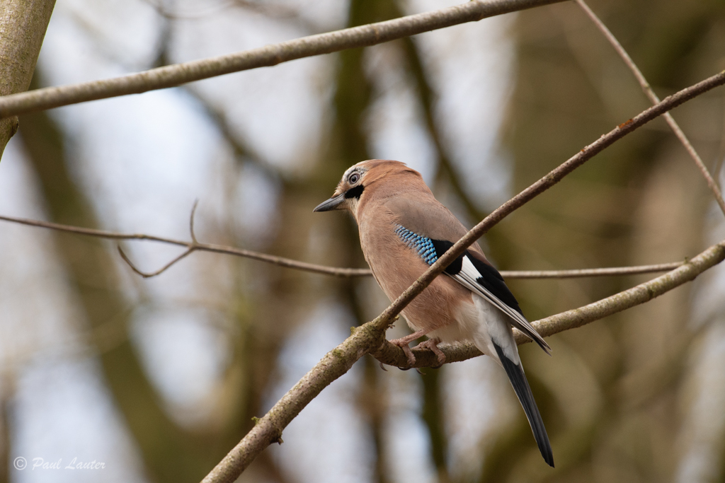 Jay