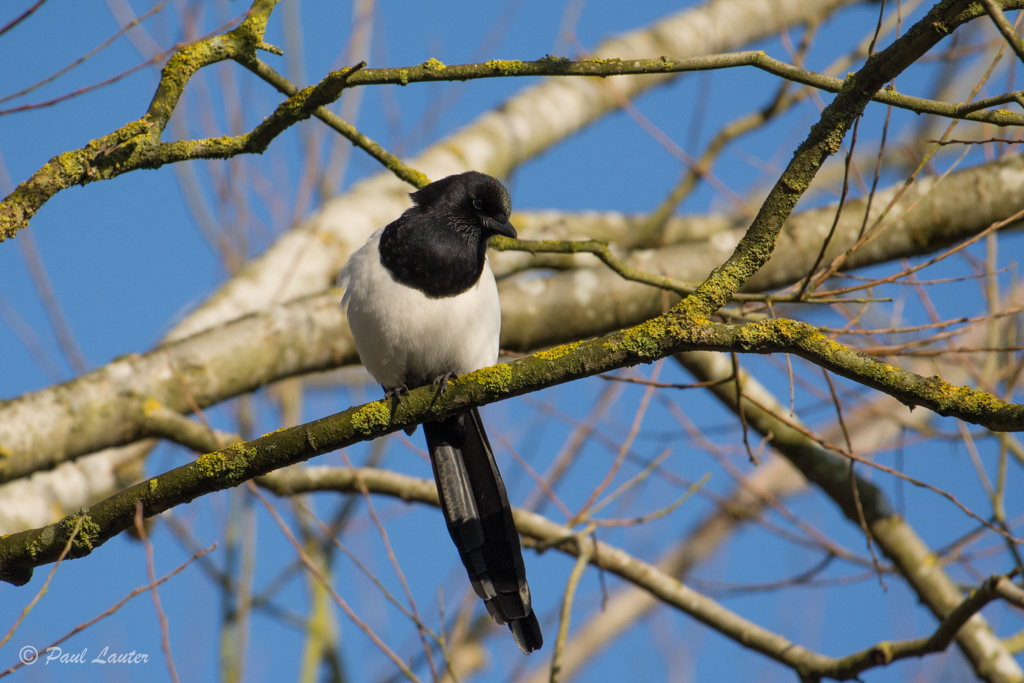 Magpie