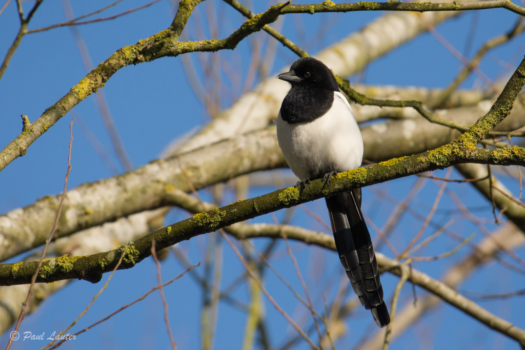 Magpie