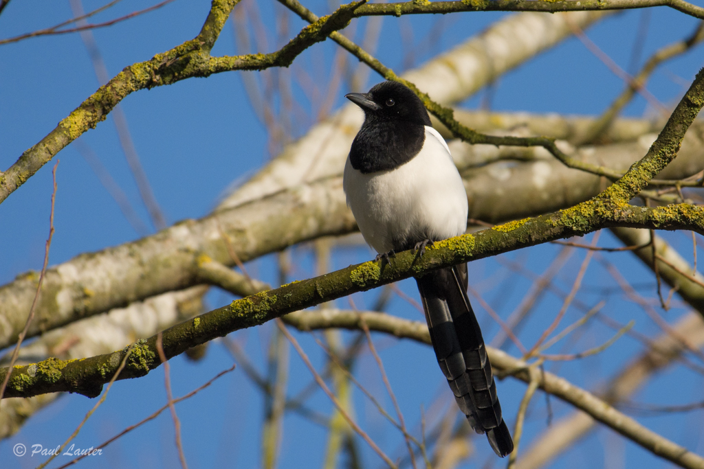 Magpie