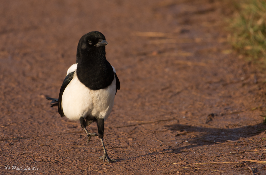 Magpie