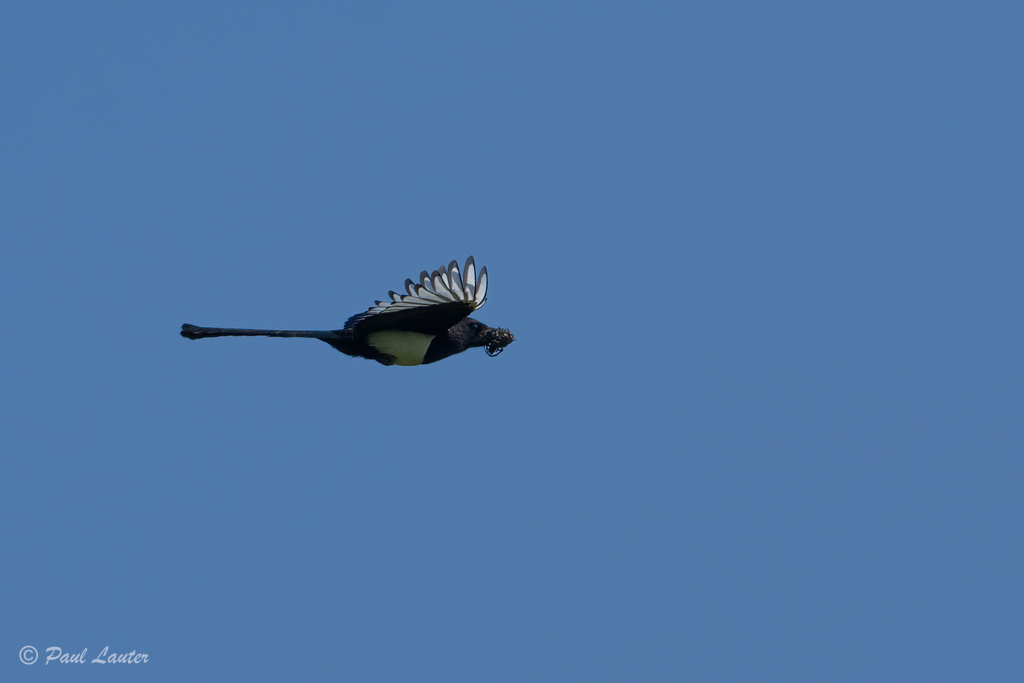 Magpie