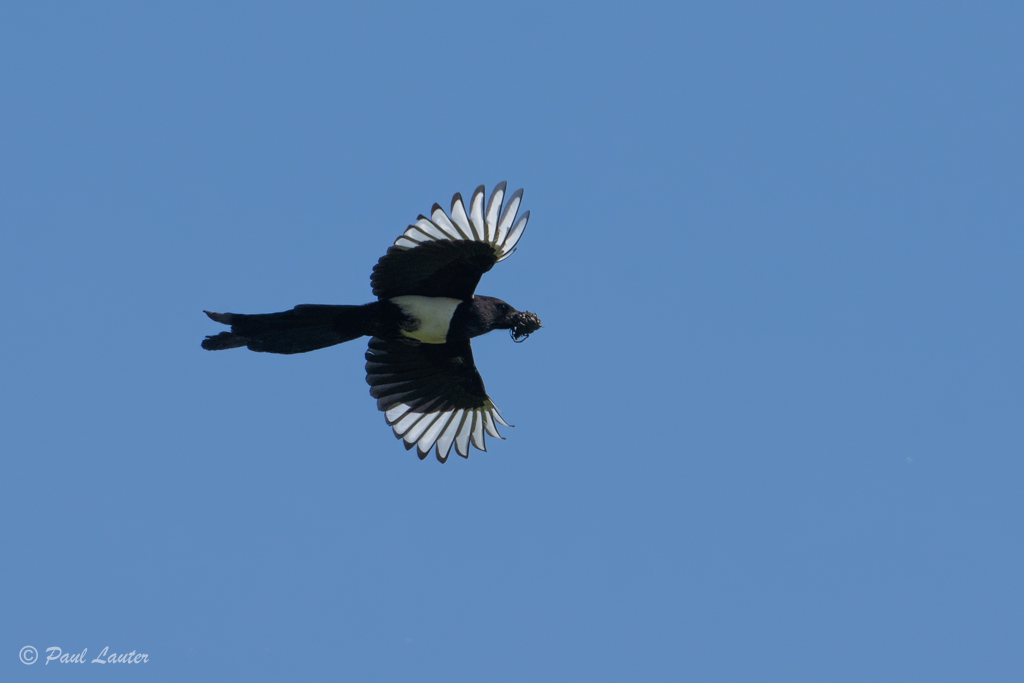 Magpie