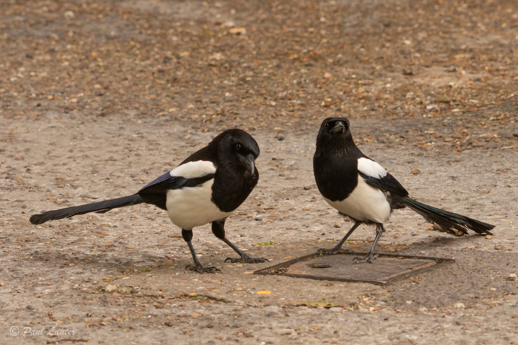 Magpies