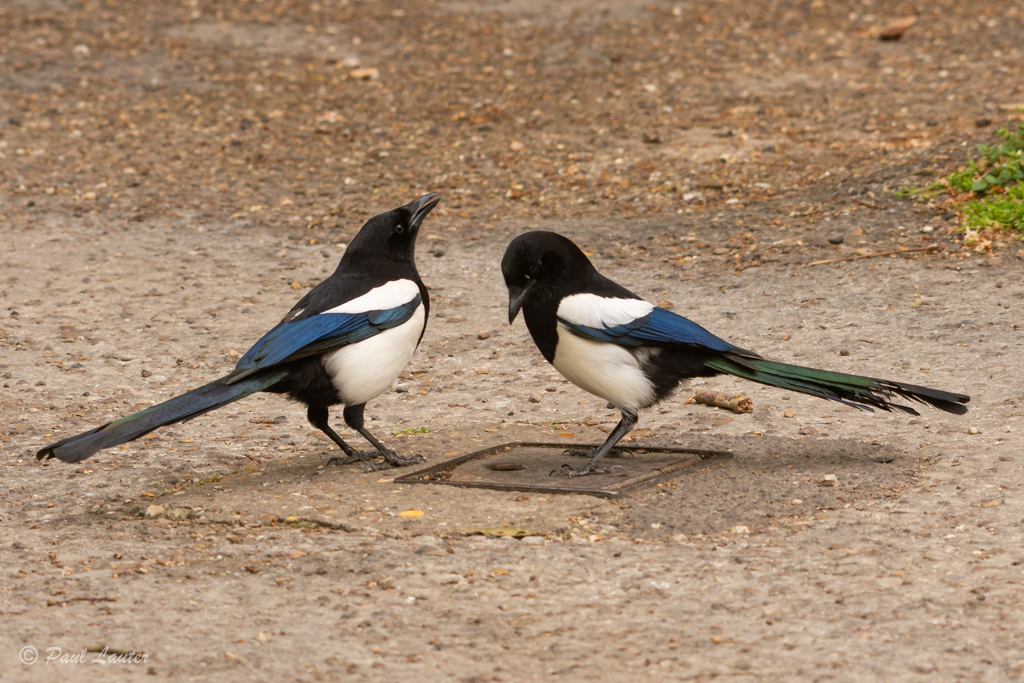 Magpies