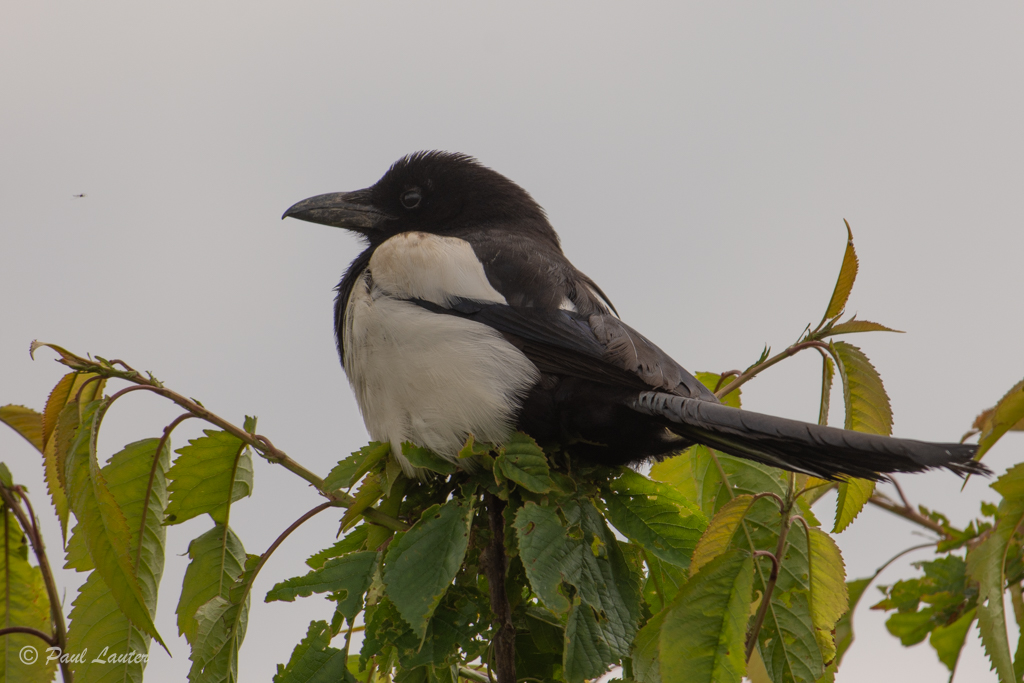 Magpie