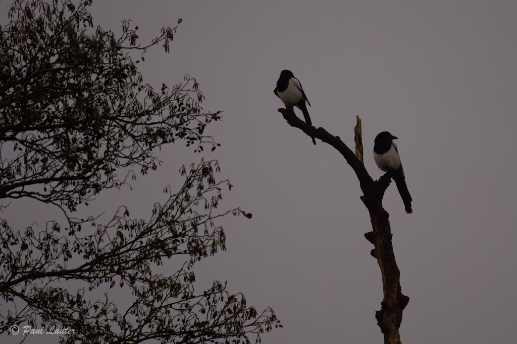 Magpies
