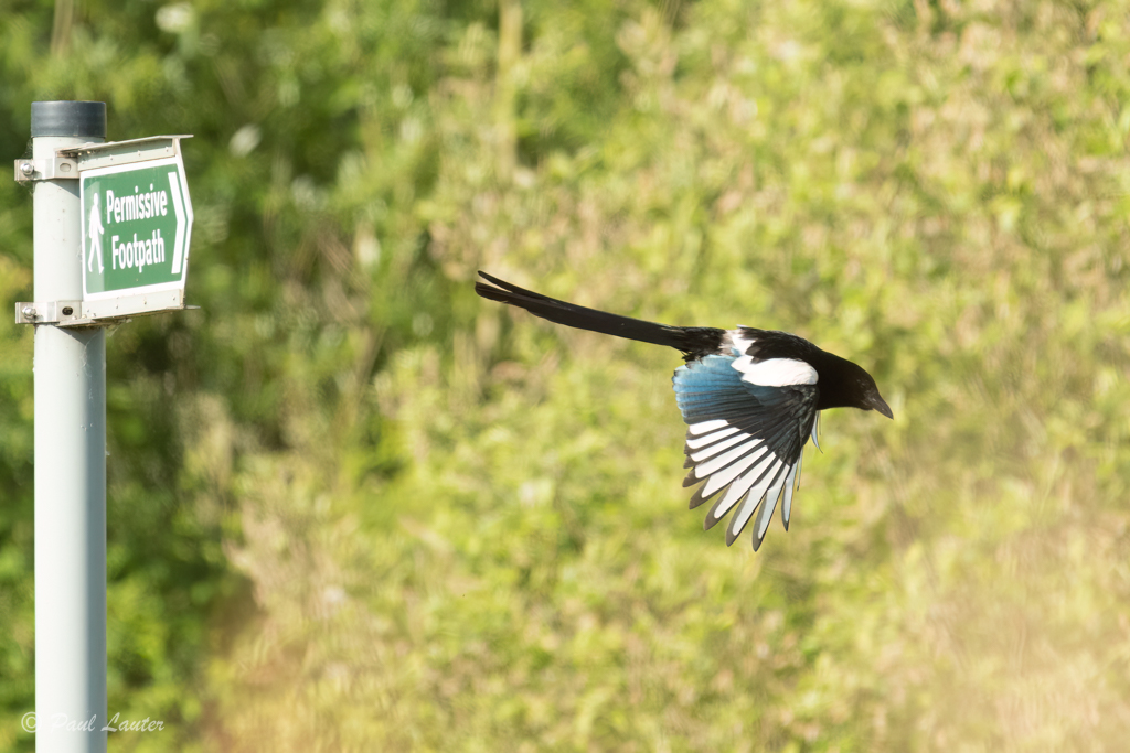 Magpie