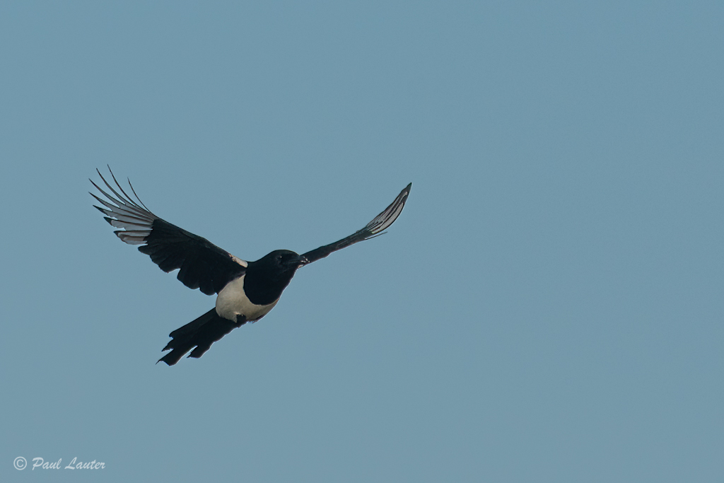 Magpie
