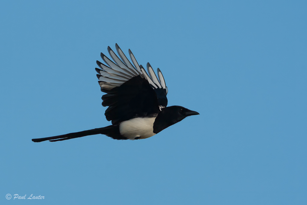 Magpie