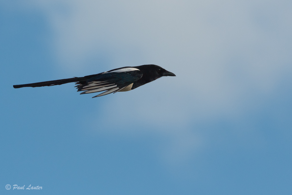 Magpie
