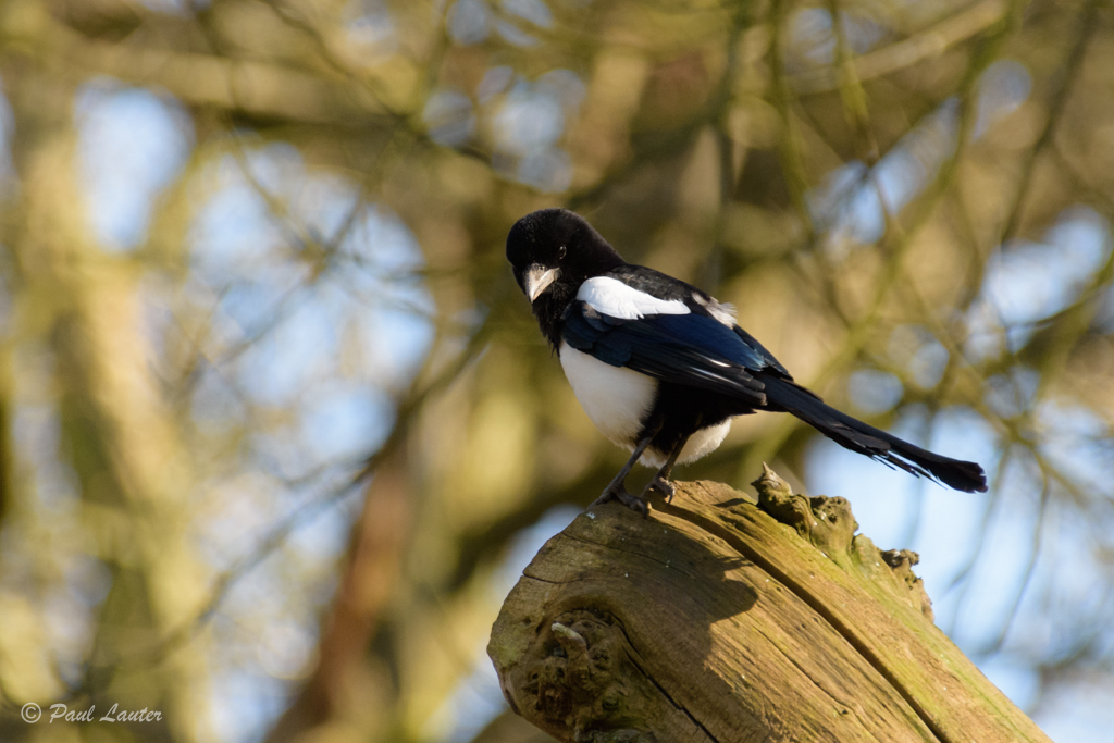 Magpie