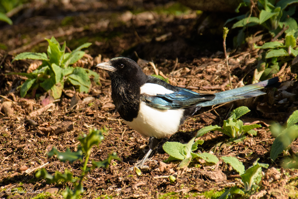 Magpie