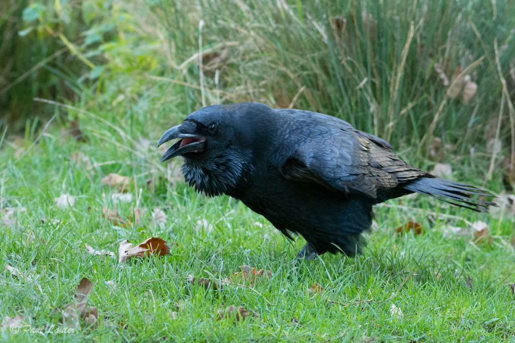 Raven
