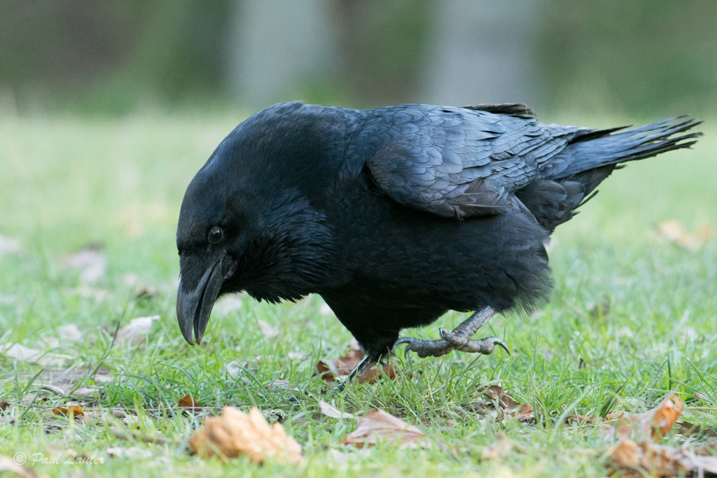 Raven