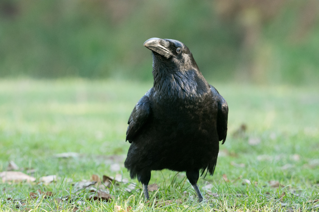 Raven
