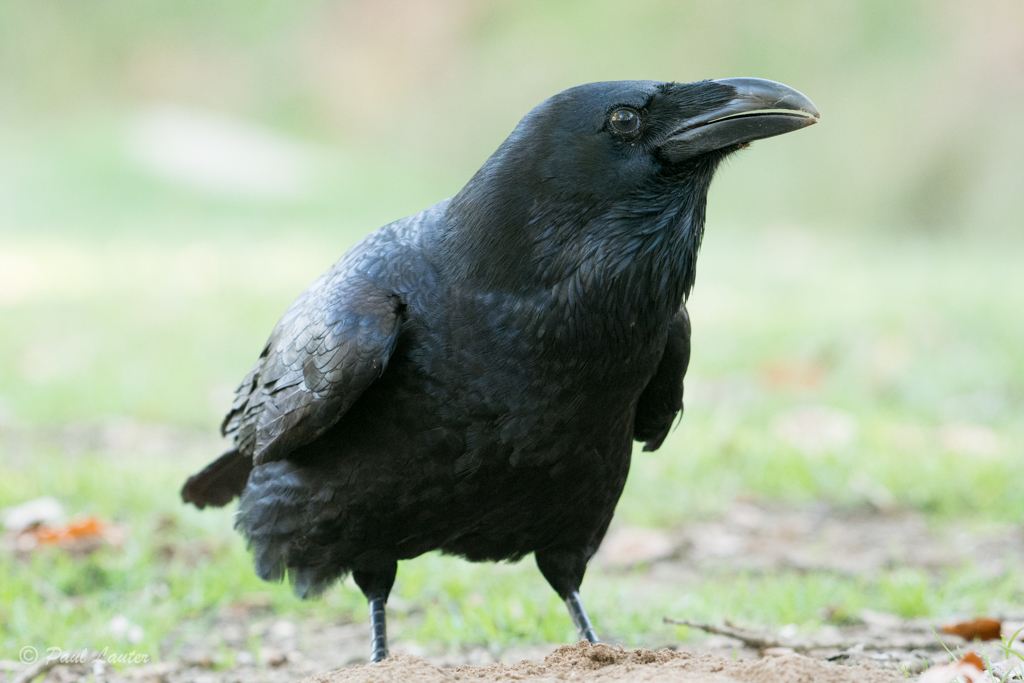 Raven