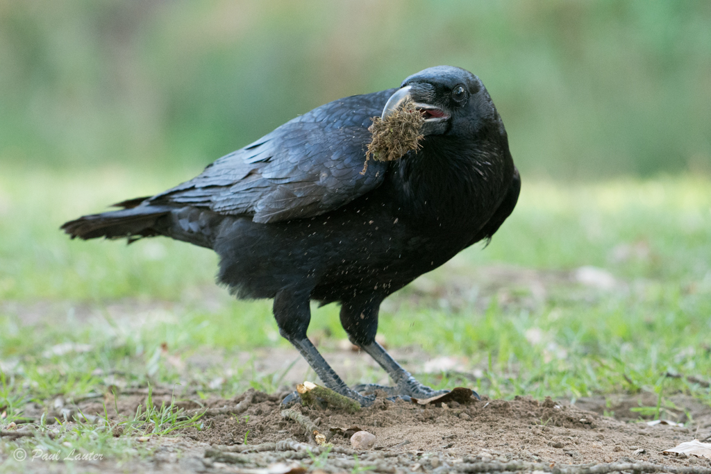 Raven