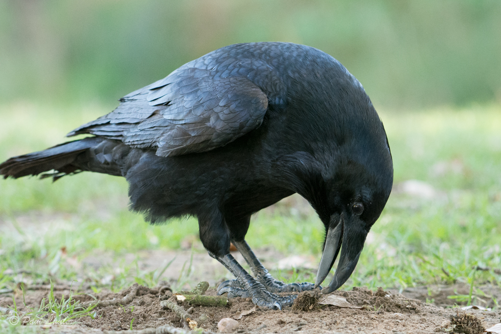 Raven