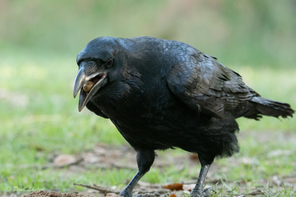 Raven
