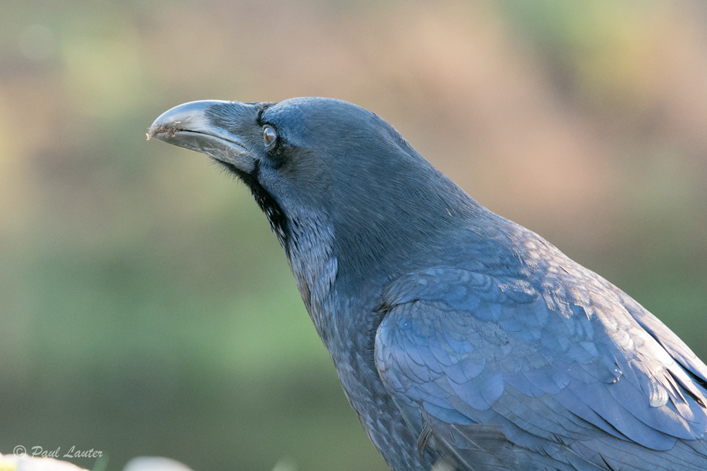 Raven