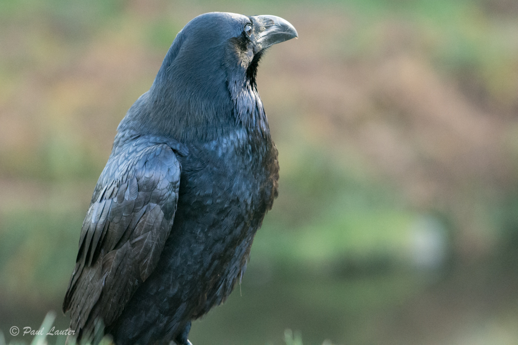 Raven
