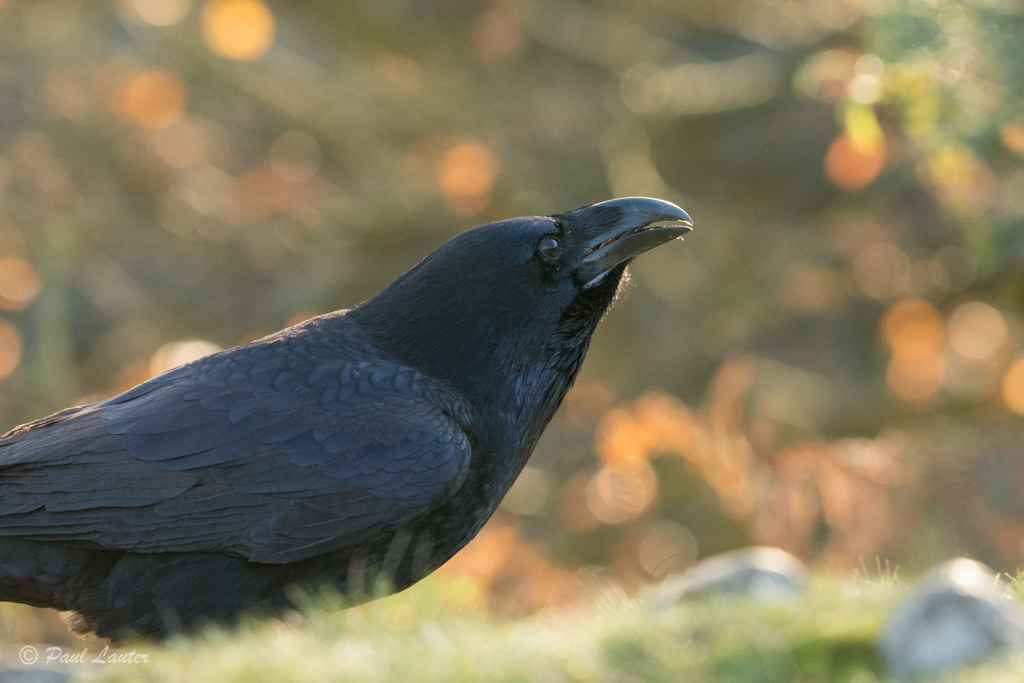 Raven