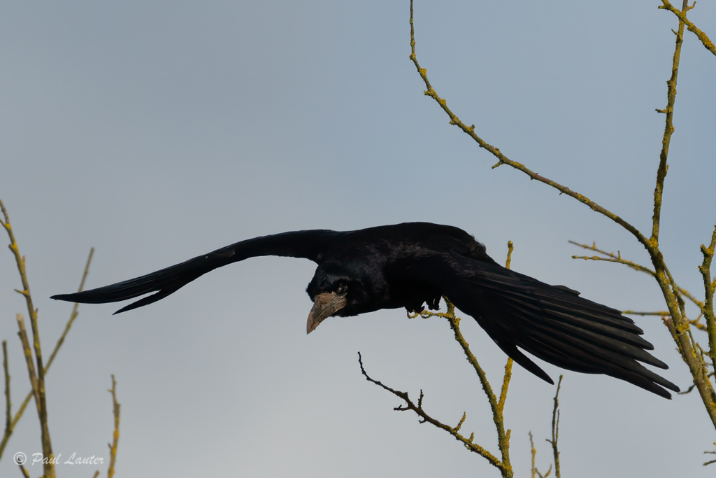 Rook