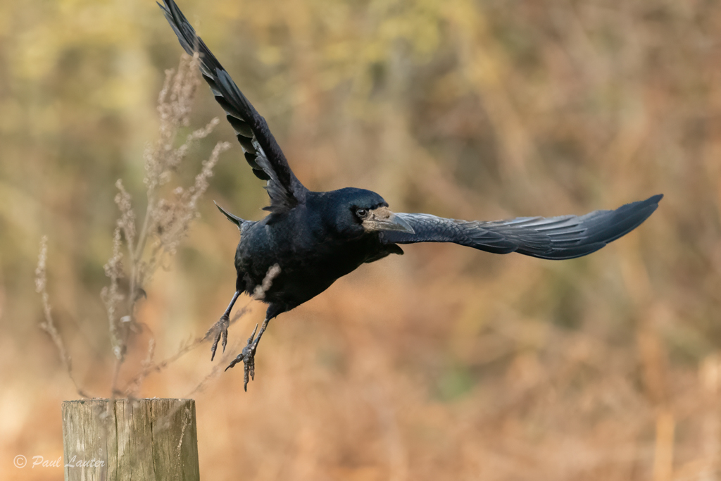 Rook