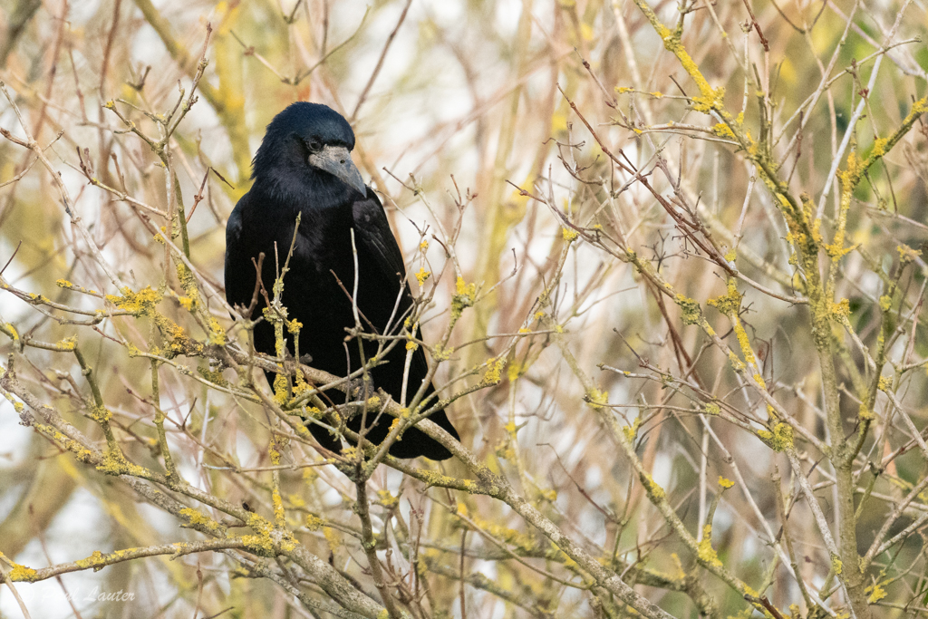 Rook