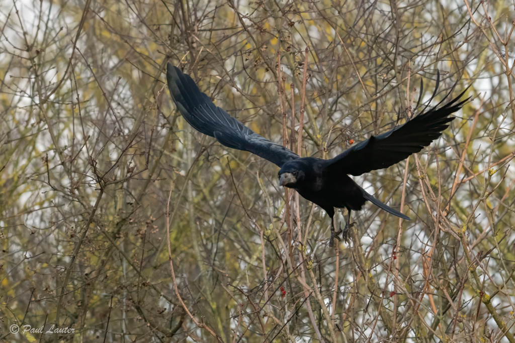Rook