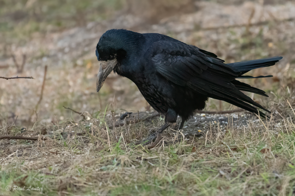 Rook