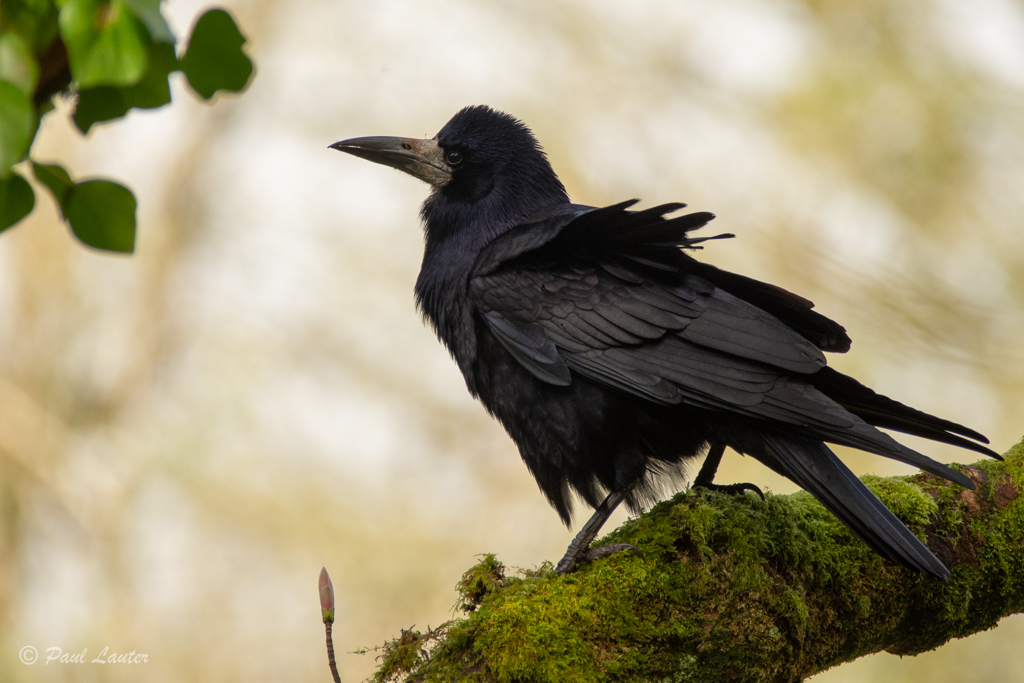 Rook