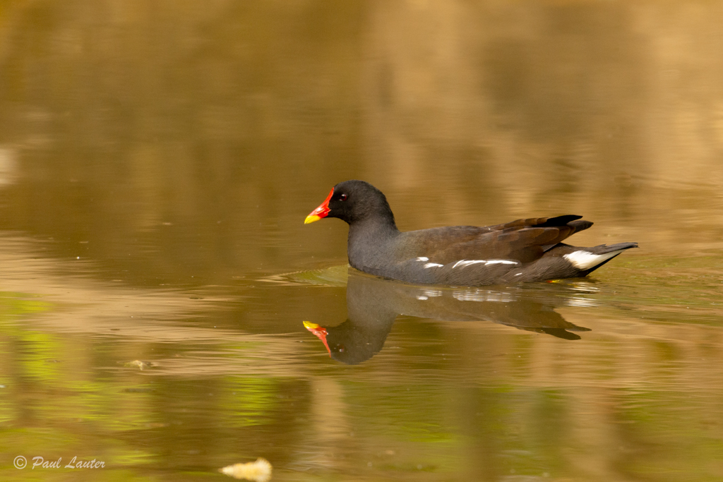 Moorhen