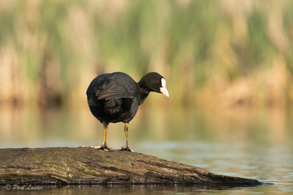 Coot