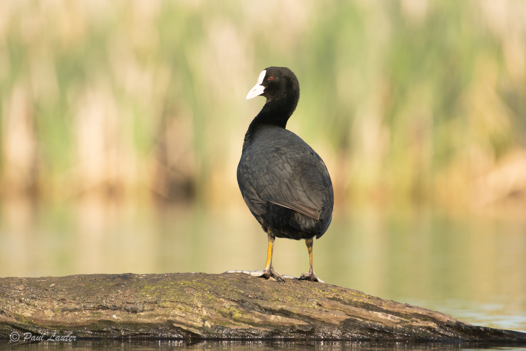 Coot